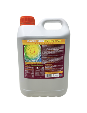 BACHUMUS EVOLUTION...